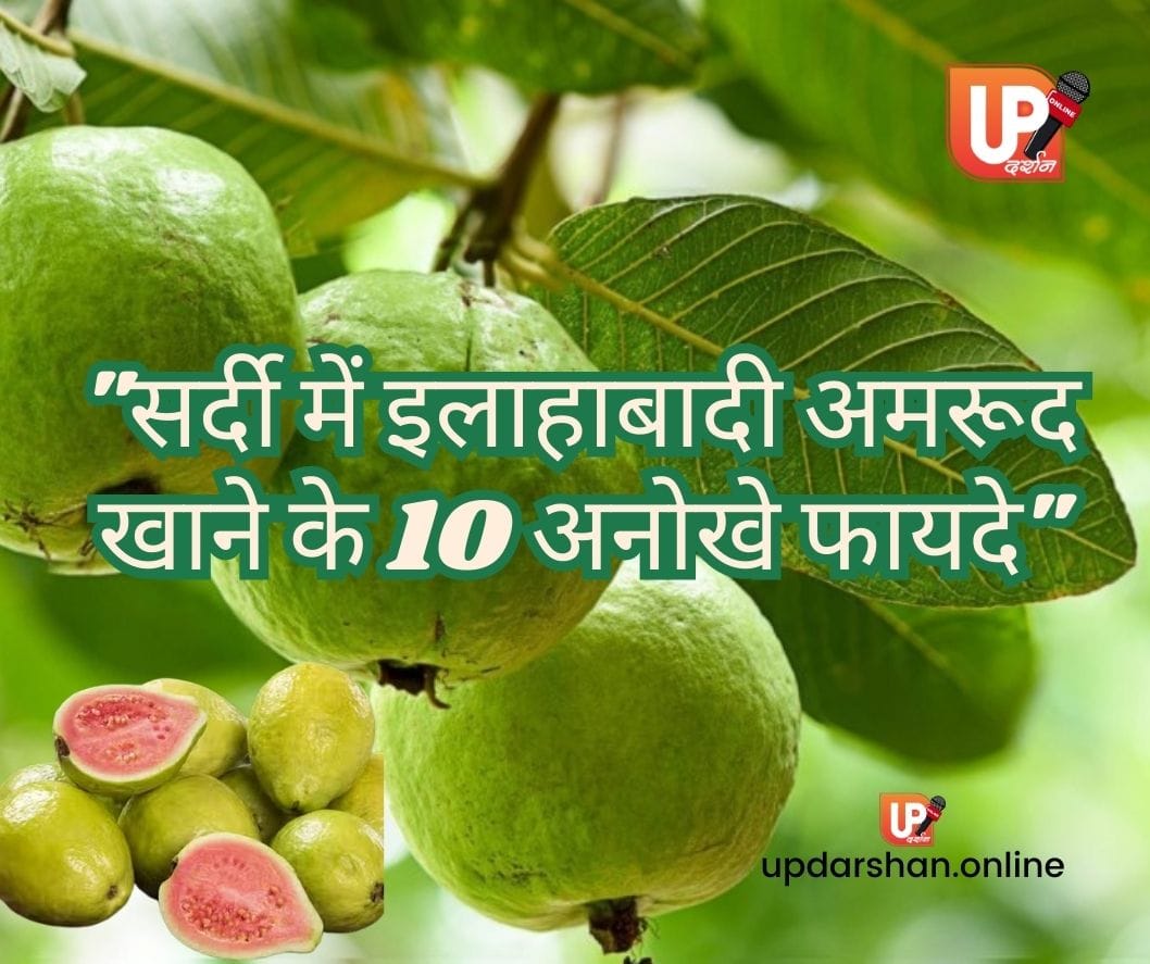 सर्दी में इलाहाबादी अमरूद खाने के 10 अनोखे फायदे