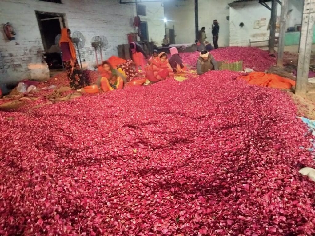 25 क्विंटल गुलाब की पंखुड़ियों की व्यवस्था